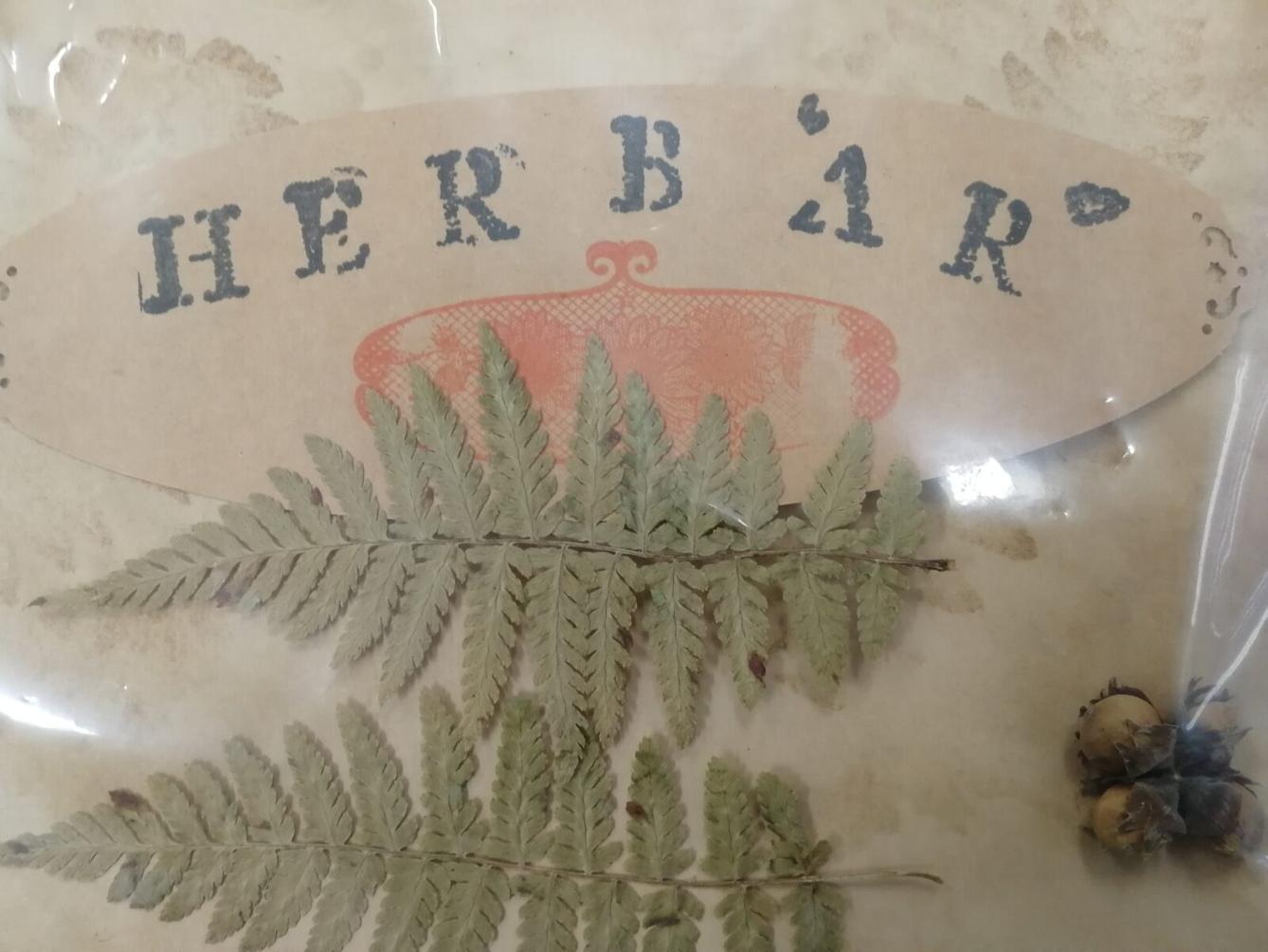 Herbář - zlomek naší květeny - 4