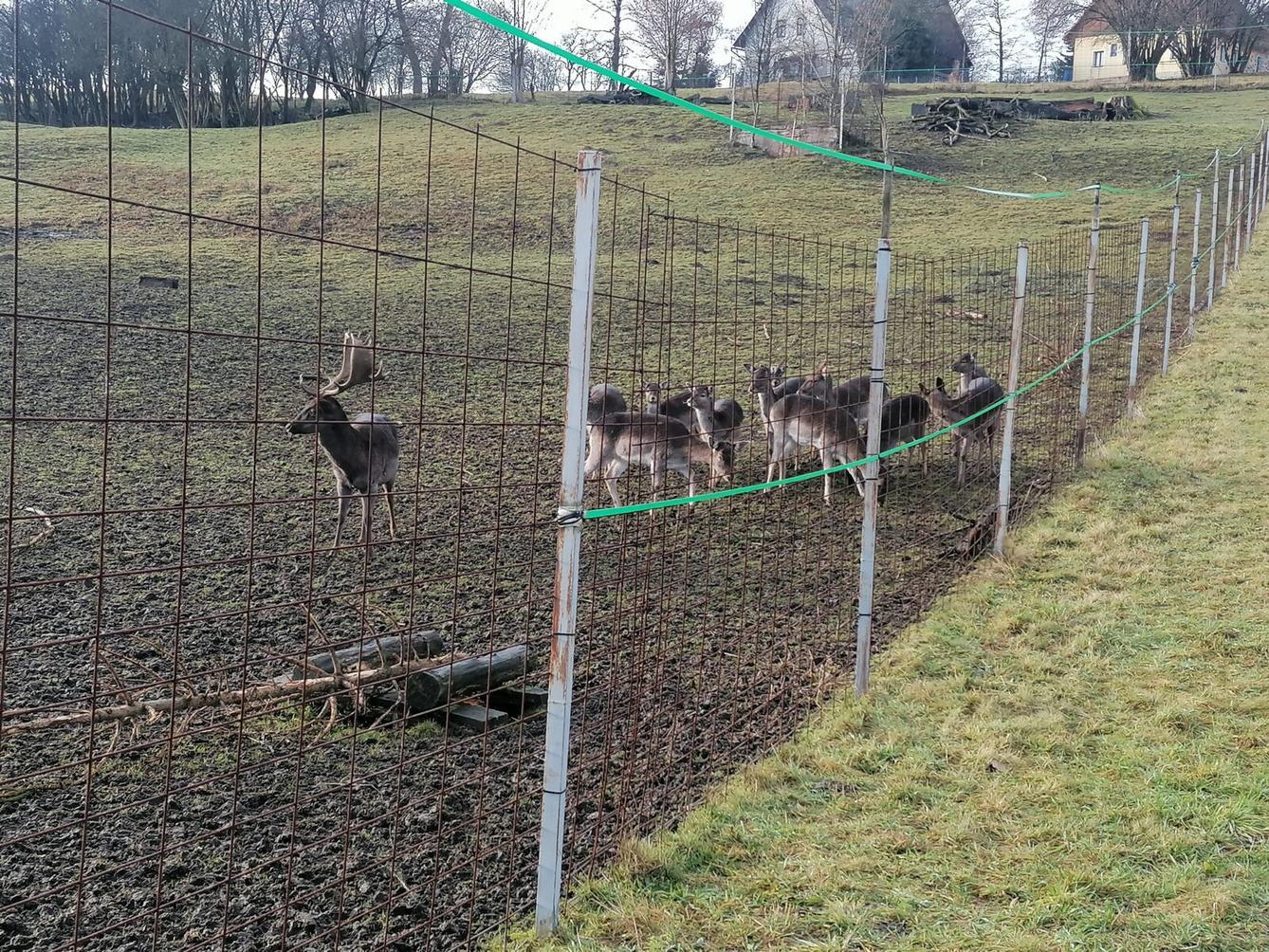Broučci, vycházky za zvířátky :-) - 2