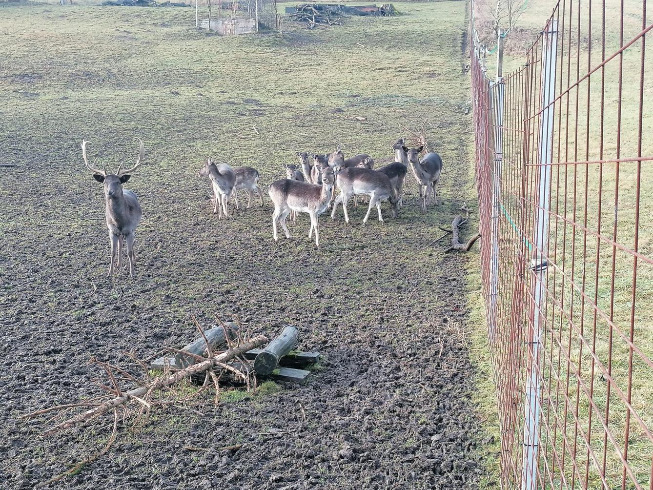 Broučci, vycházky za zvířátky :-) - 3