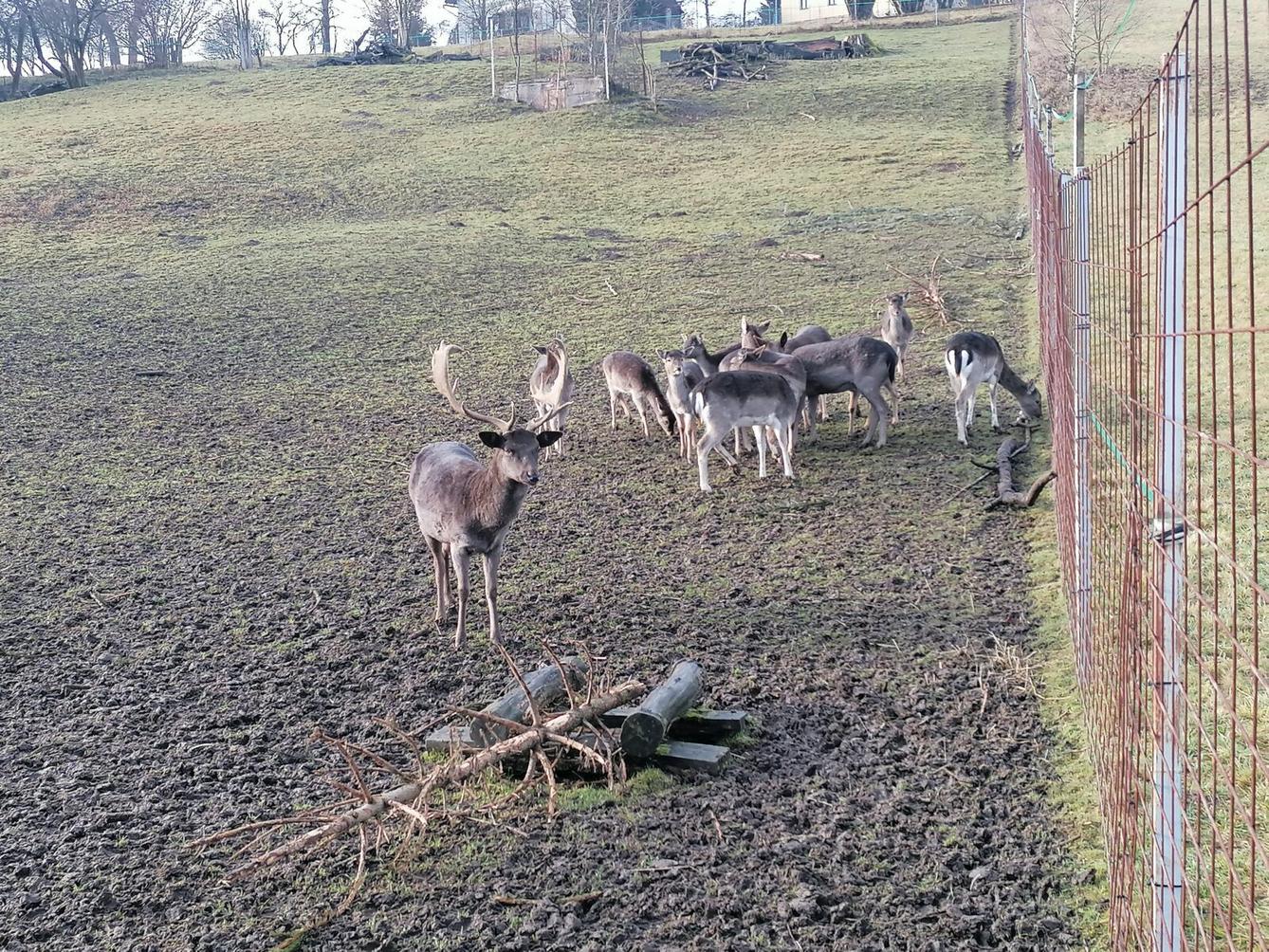 Broučci, vycházky za zvířátky :-) - 4