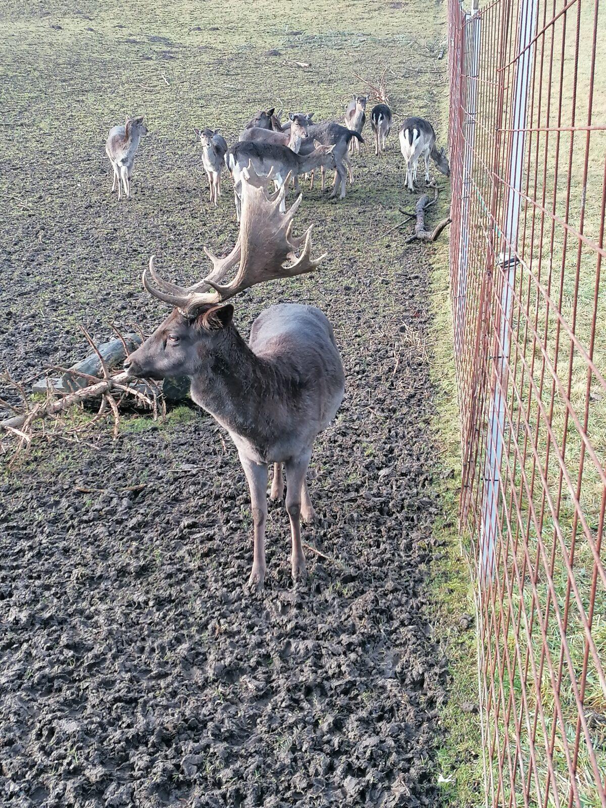Broučci, vycházky za zvířátky :-) - 5