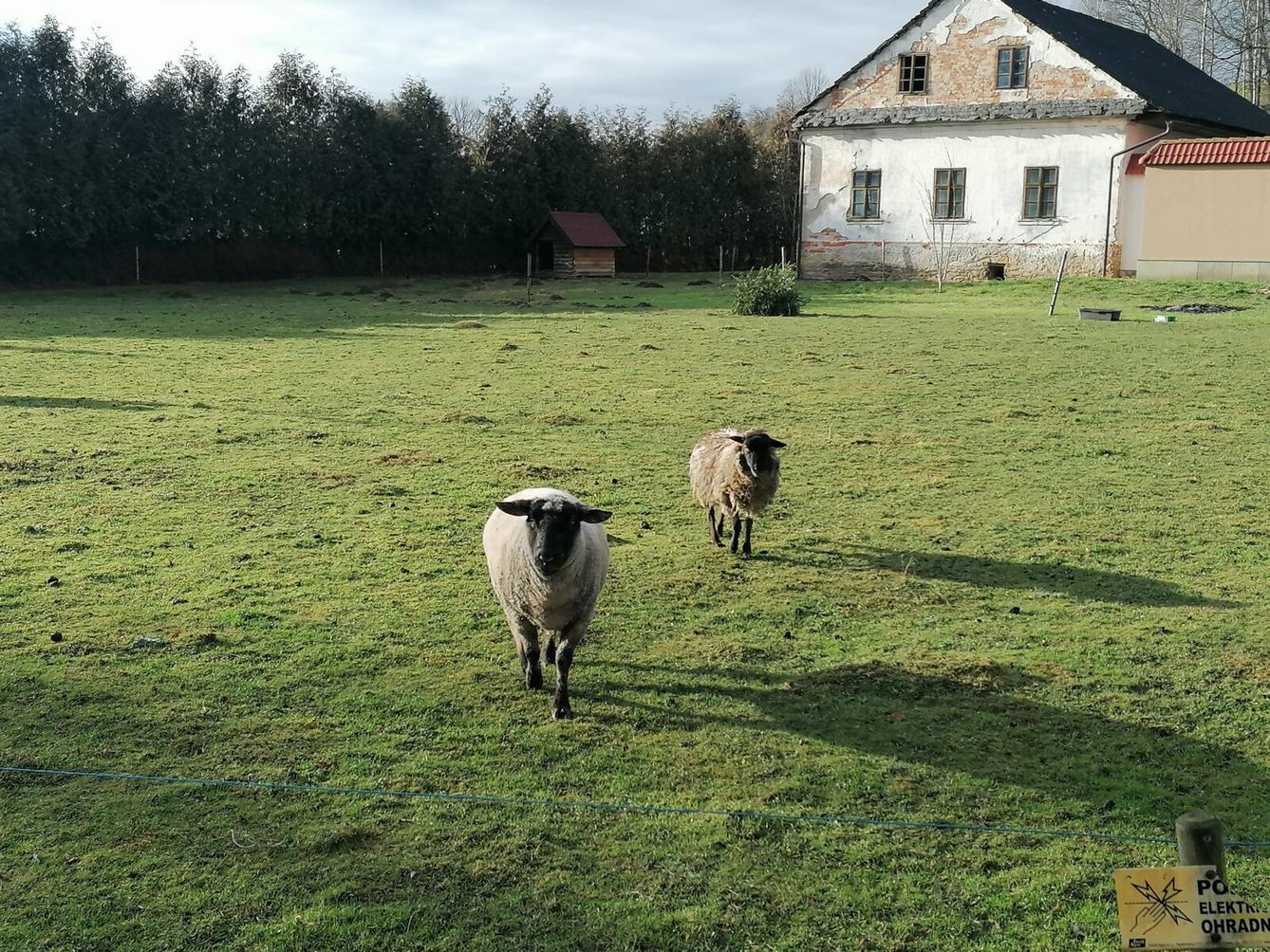 Broučci, vycházky za zvířátky :-) - 12