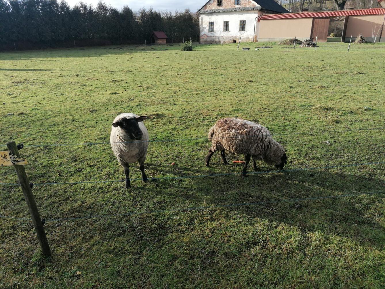 Broučci, vycházky za zvířátky :-) - 15