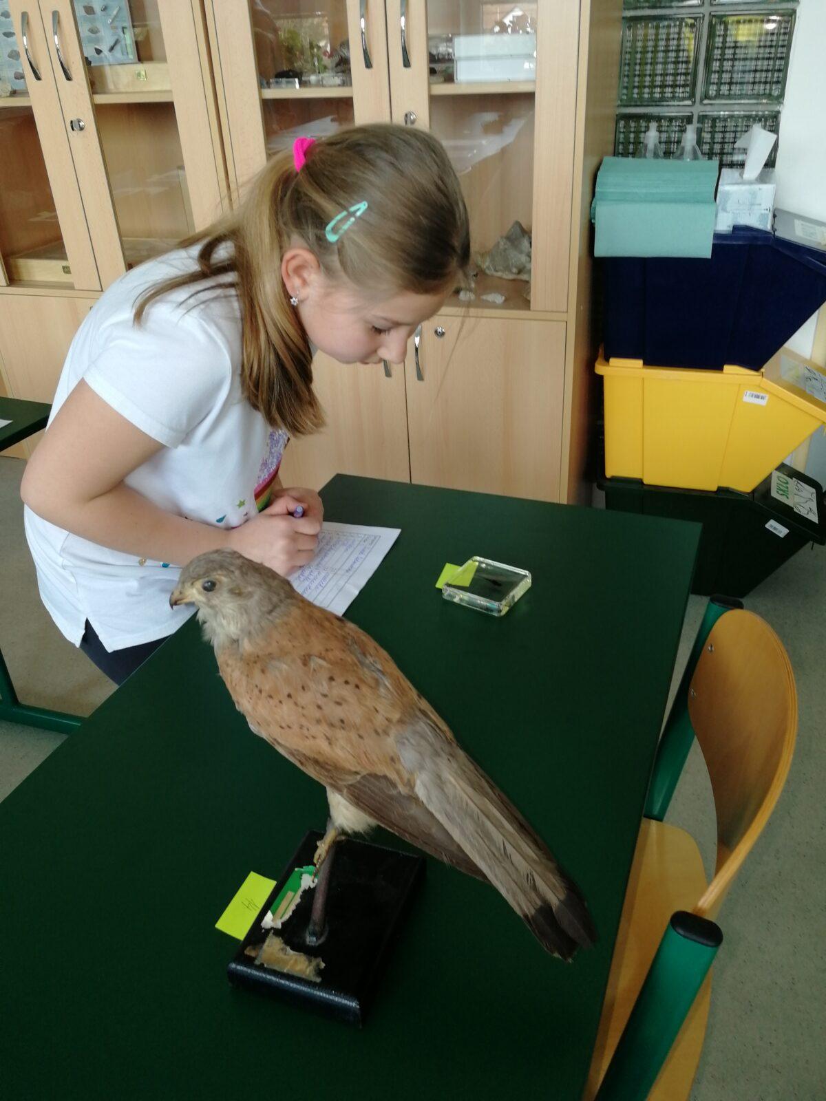 Školní kolo v Poznávání přírodnin a minerálů - 5