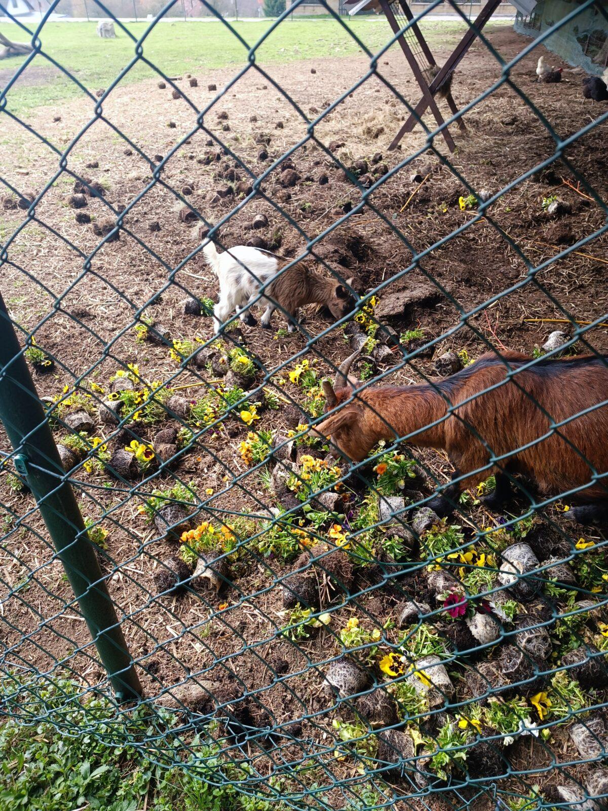 II. oddělení školní družina - duben,březen - 22