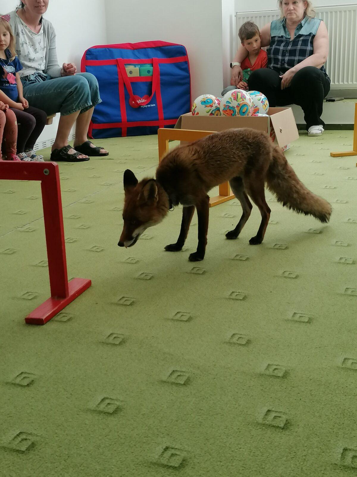 Liška COCO v MŠ :-) - 9