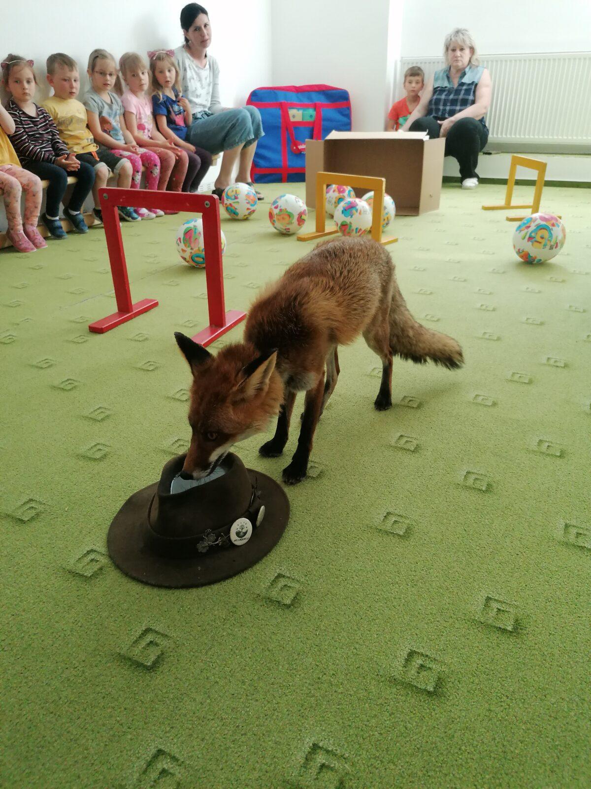 Liška COCO v MŠ :-) - 12