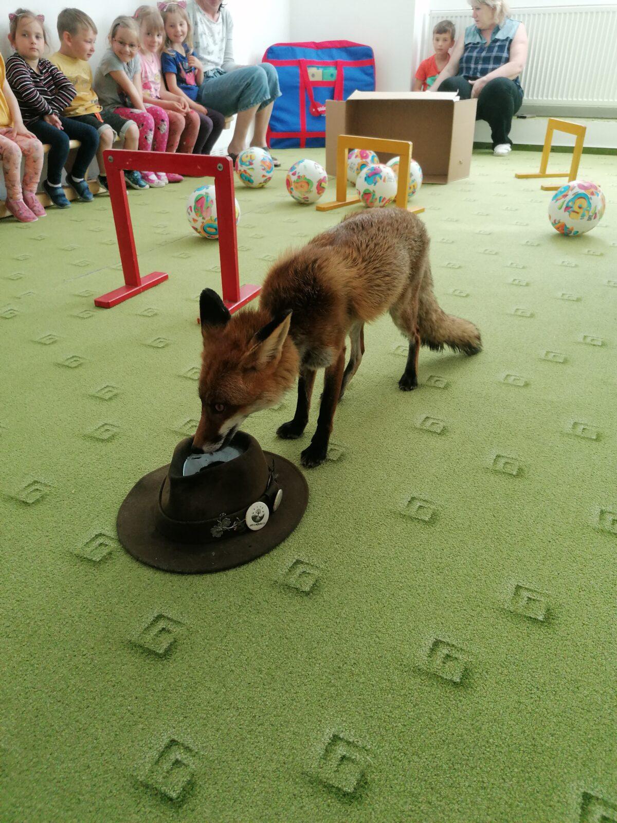 Liška COCO v MŠ :-) - 13