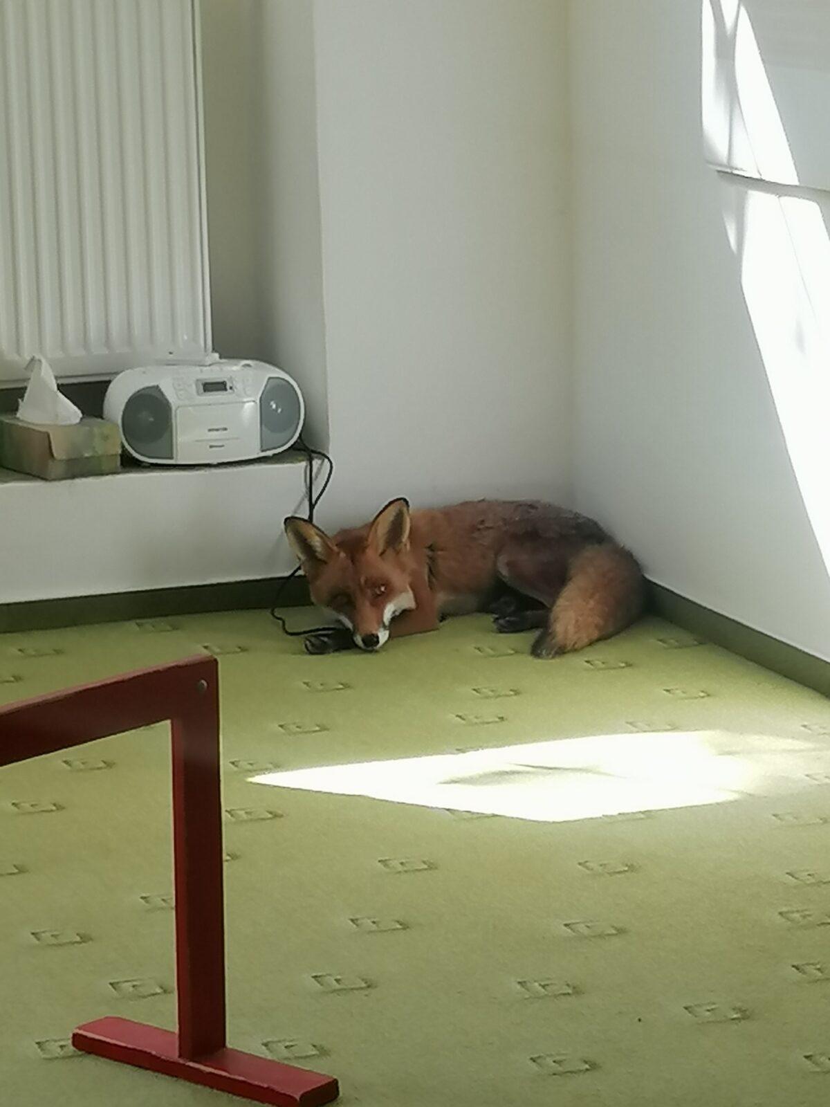 Liška COCO v MŠ :-) - 27