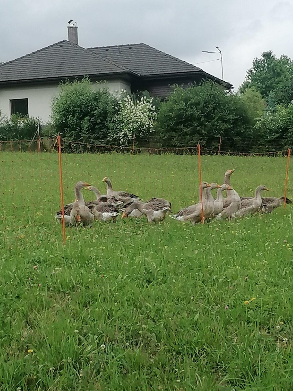 Broučci: vycházka za zvířátky :-) - 1