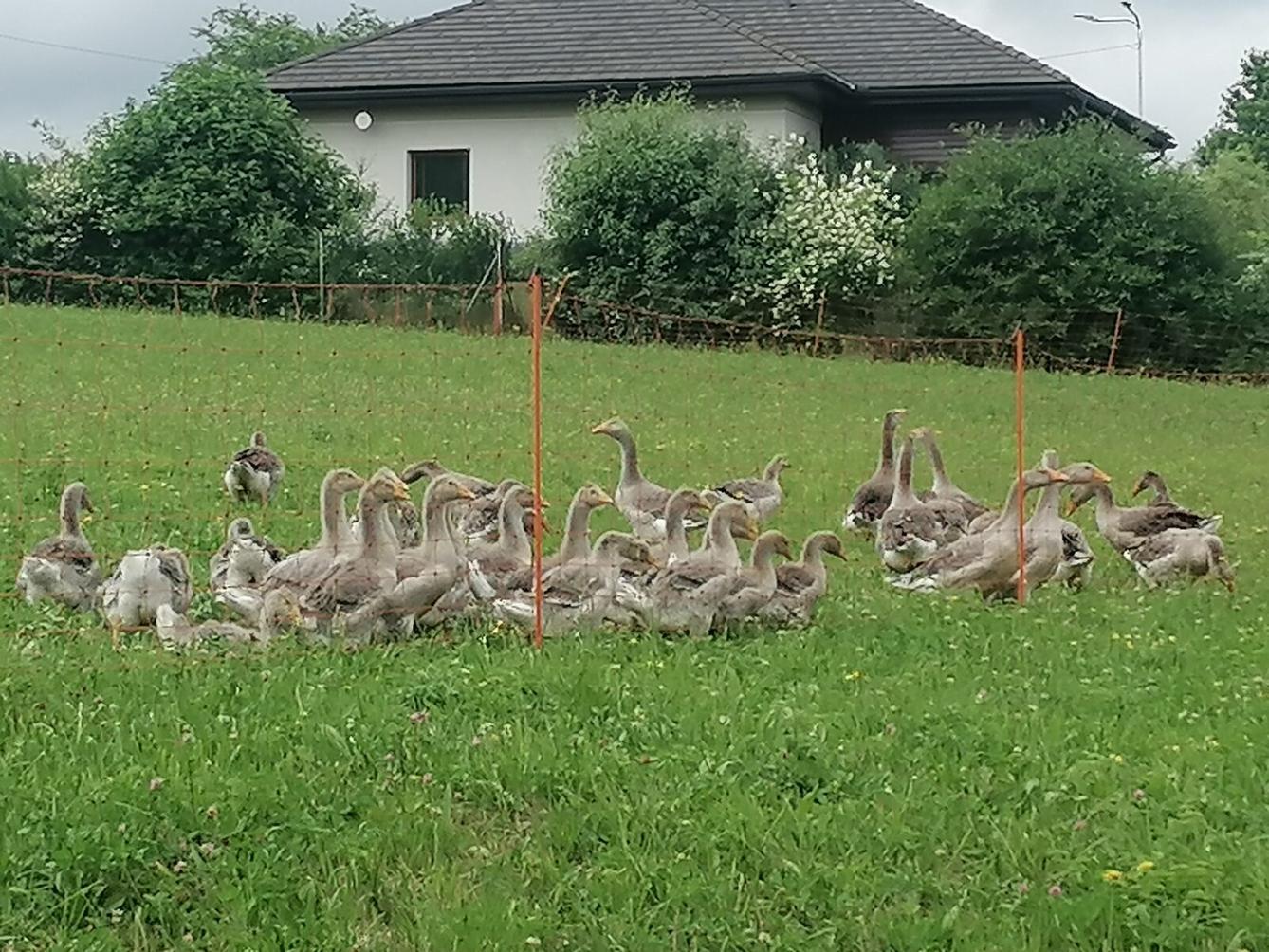 Broučci: vycházka za zvířátky :-) - 2