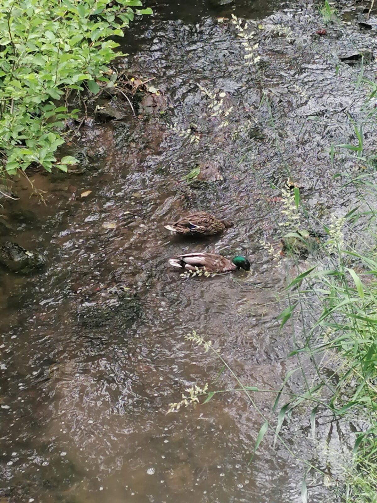 Broučci: vycházka za zvířátky :-) - 3