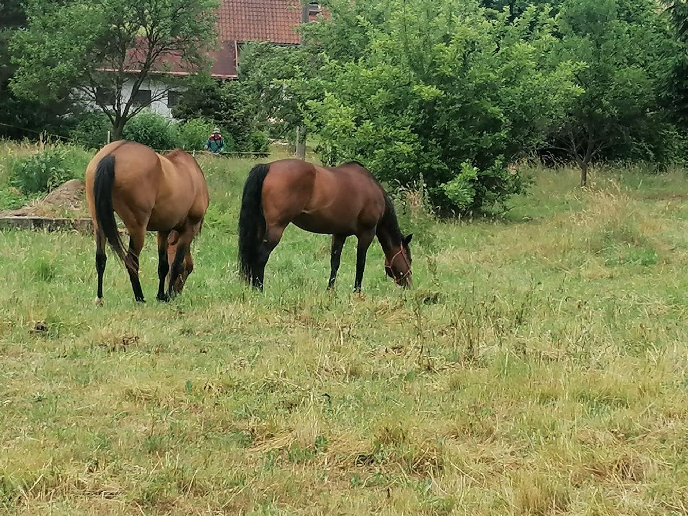Broučci: vycházka za zvířátky :-) - 5
