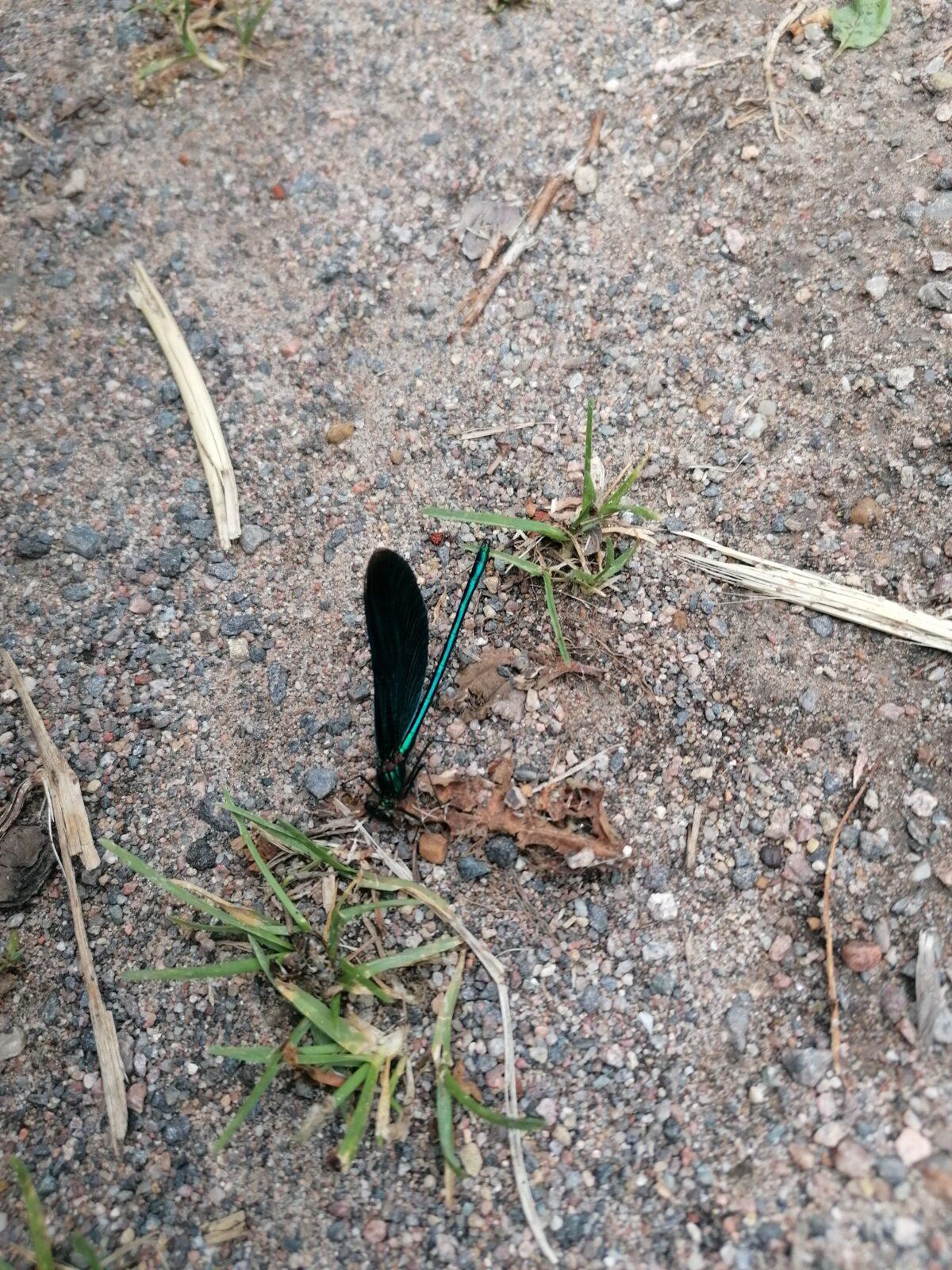 Broučci: vycházka za zvířátky :-) - 7