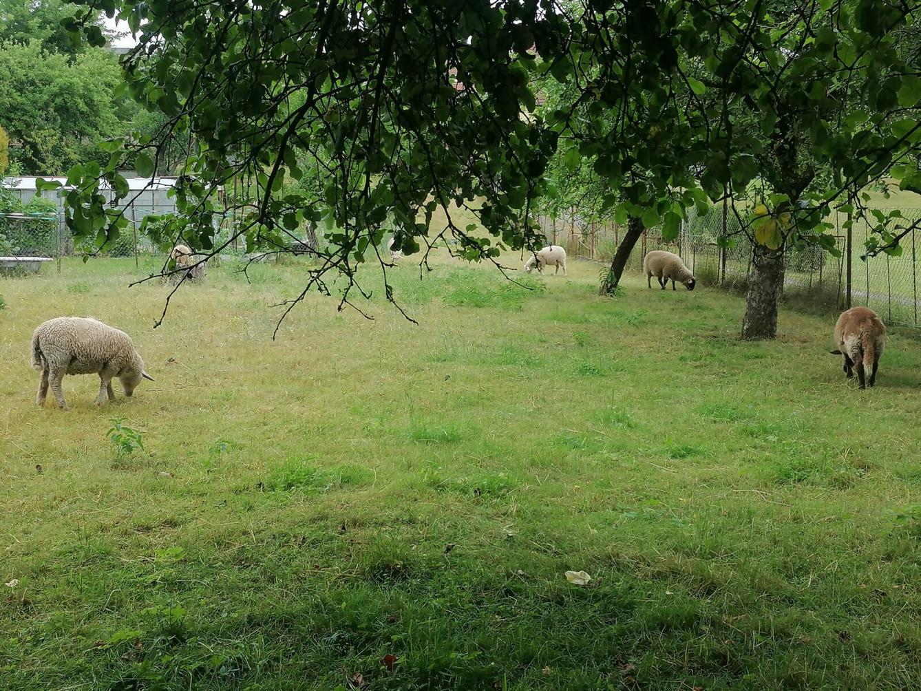 Broučci: vycházka za zvířátky :-) - 8
