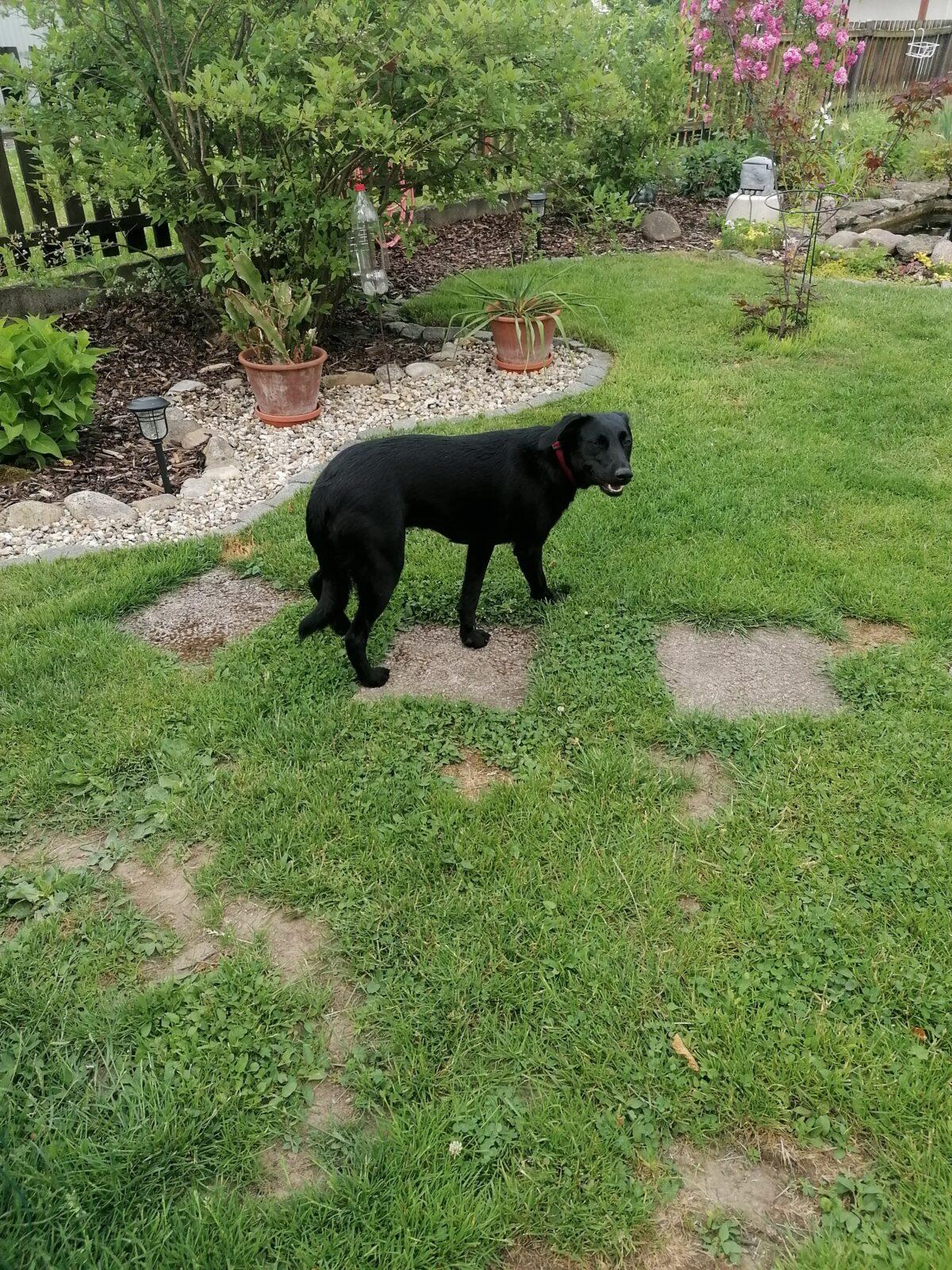 JDEME SE PODÍVAT NA PEJSKY :-) - 6