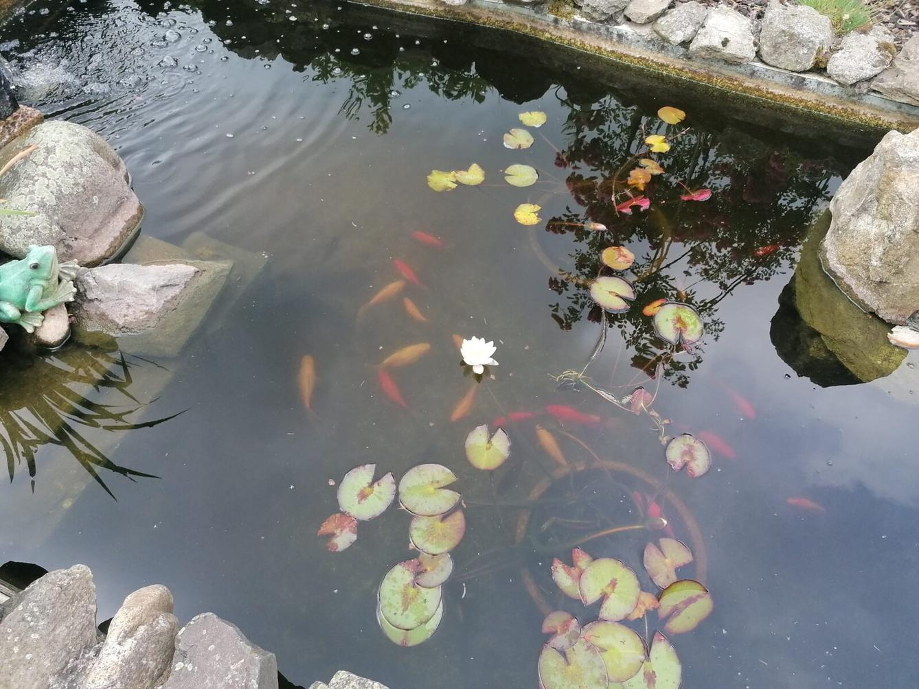 JDEME SE PODÍVAT NA PEJSKY :-) - 13