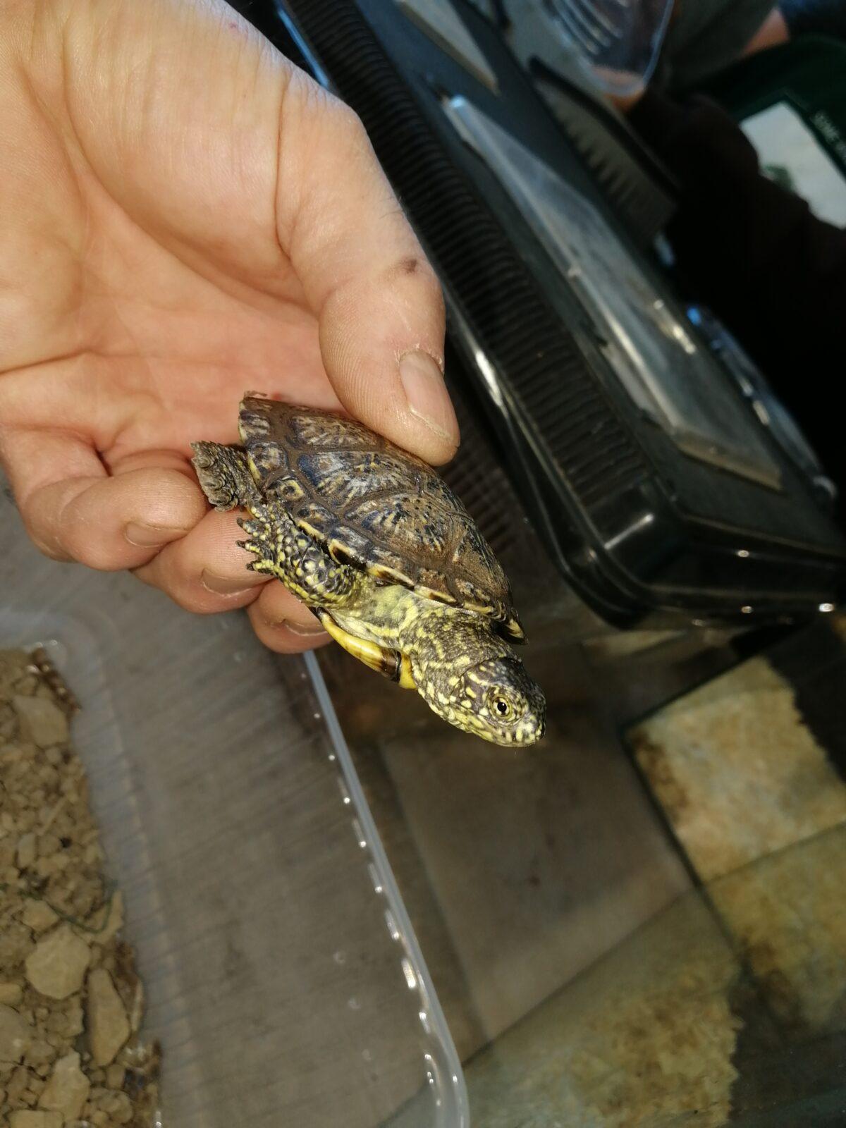 Exotická zvířata - přednáška - 17