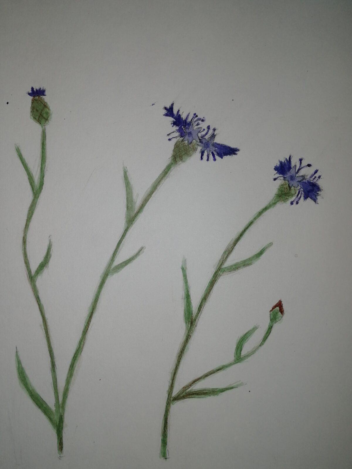 Léčivé byliny - žáci 7. třídy - 3