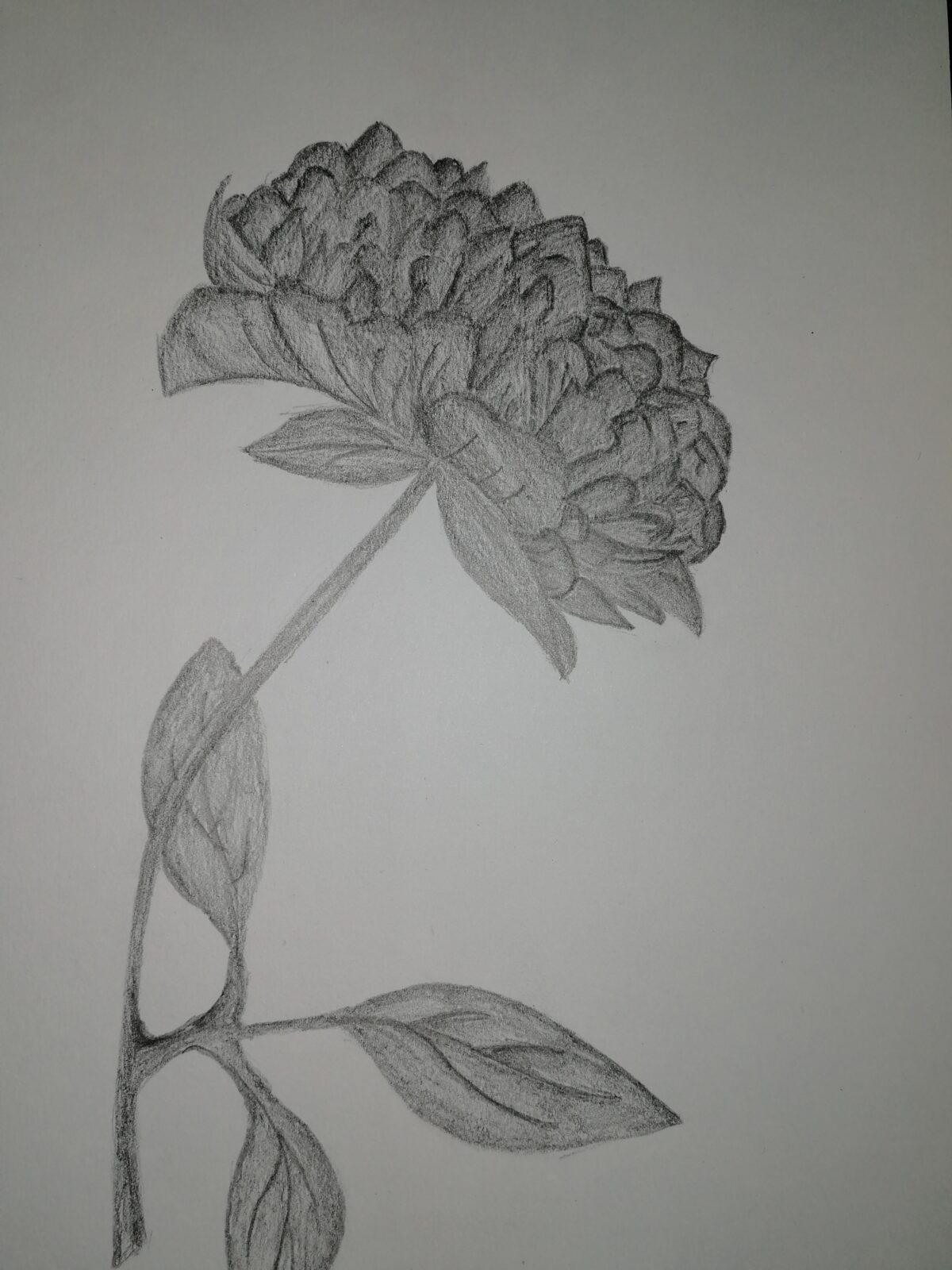 Léčivé byliny - žáci 7. třídy - 6