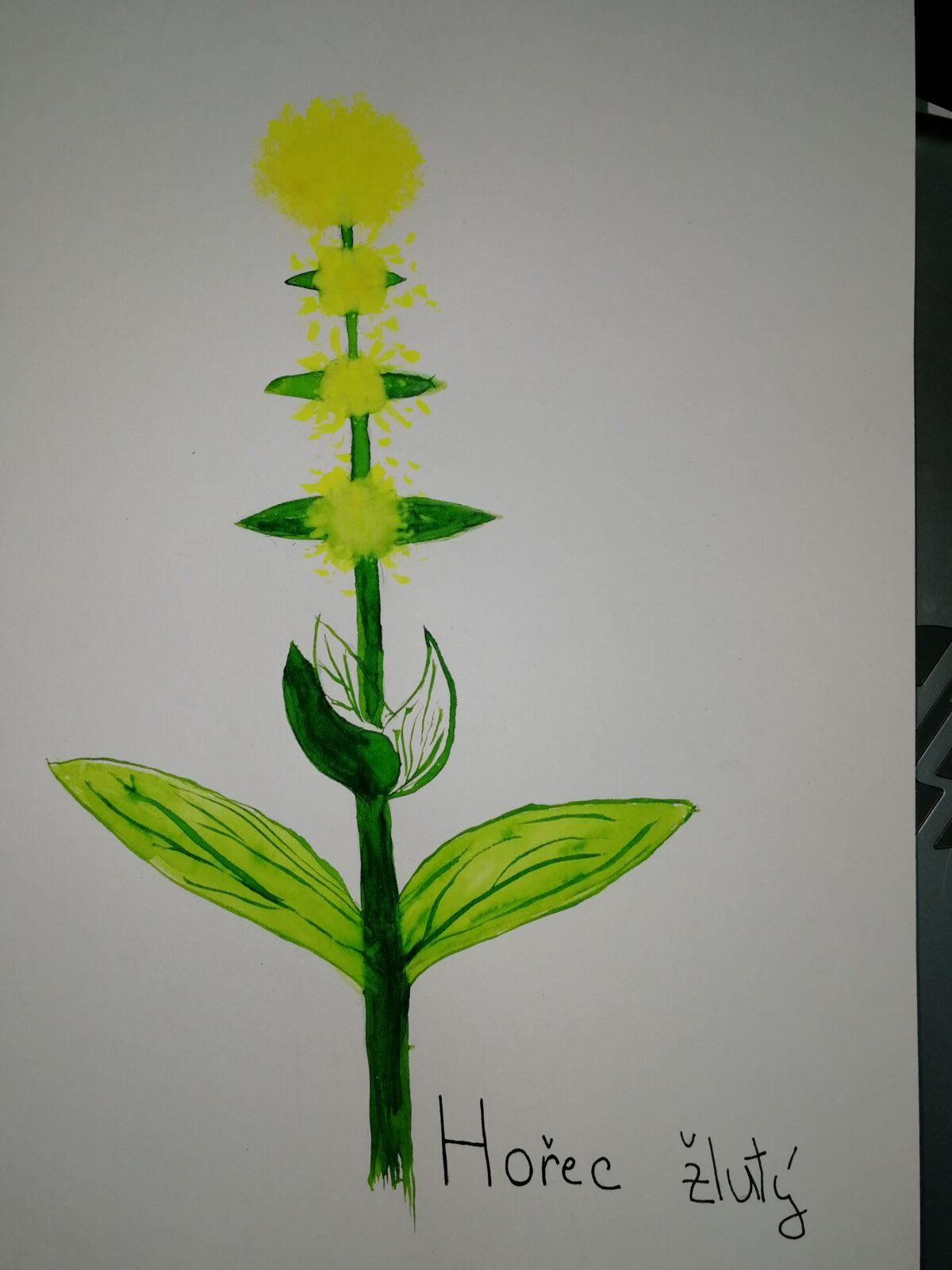 Léčivé byliny - žáci 7. třídy - 11