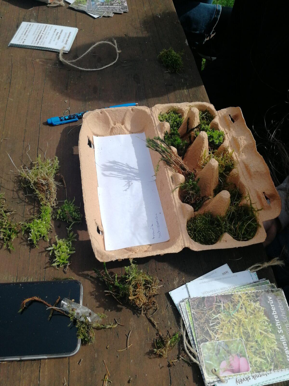 Poznávání mechorostů - 7.třída - 6