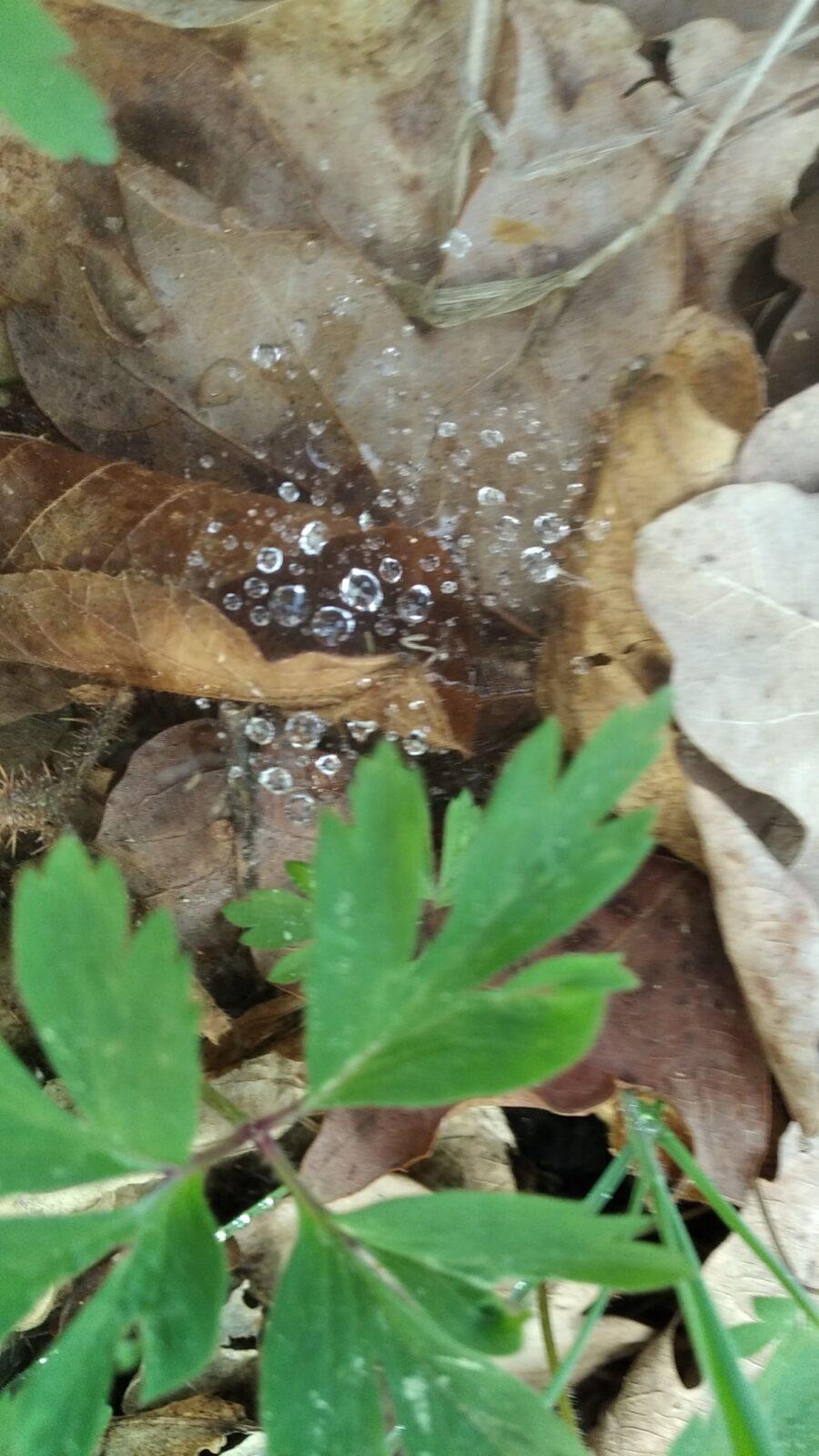 broučci: Co si brouká jarní louka... - 39