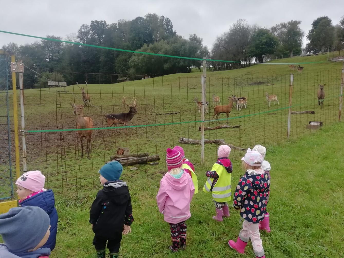 Broučci - Poznáváme les a lesní stezka ve školce - 36