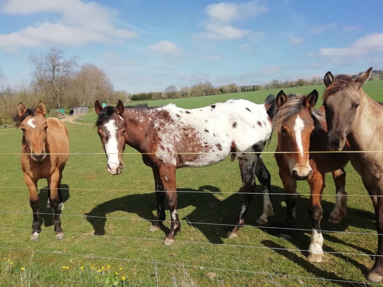 Broučci - Malované vajíčko - 27