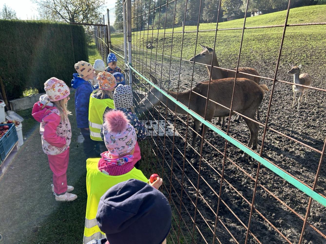 SOVIČKY: LESNÍ HRÁTKY SE ZVÍŘÁTKY - 34