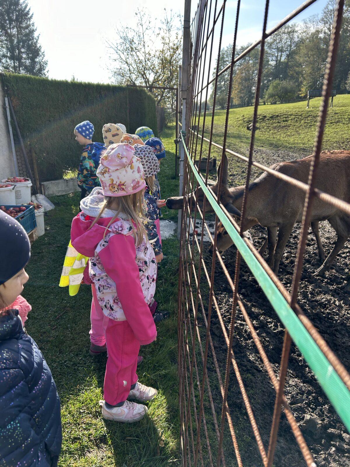 SOVIČKY: LESNÍ HRÁTKY SE ZVÍŘÁTKY - 35