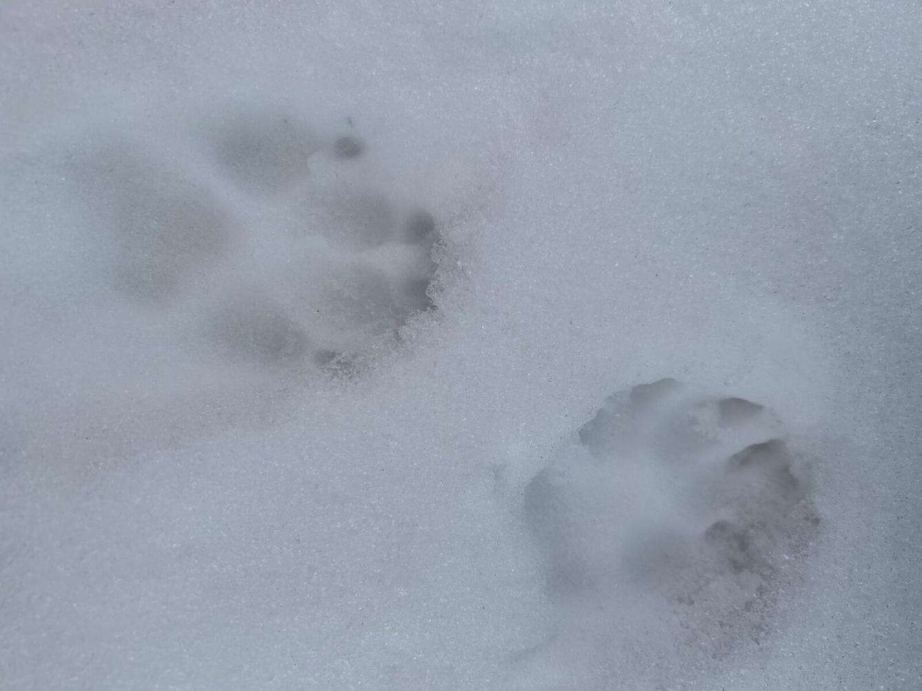 SOVIČKY: ,,CO DĚLAJÍ ZVÍŘATA V ZIMĚ" - 2