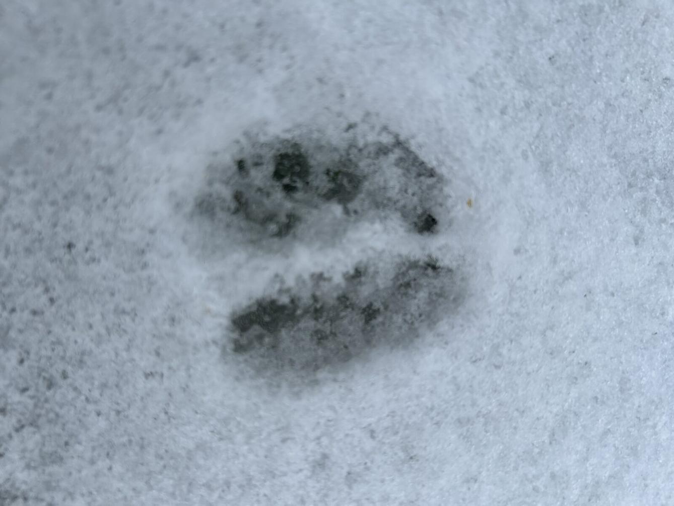 SOVIČKY: ,,CO DĚLAJÍ ZVÍŘATA V ZIMĚ" - 6