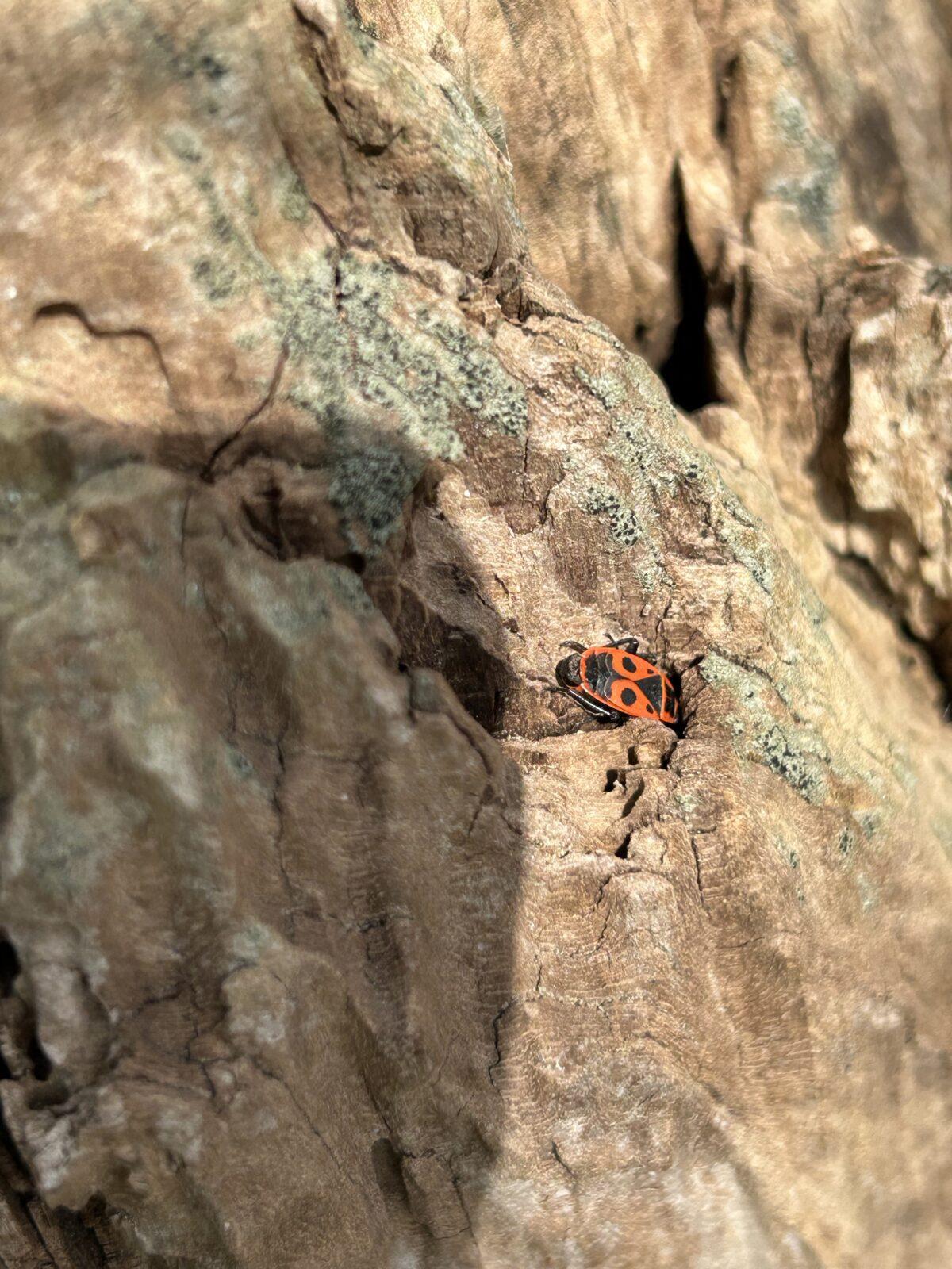 SOVIČKY: VELIKONOČNÍ TVOŘENÍ - 31