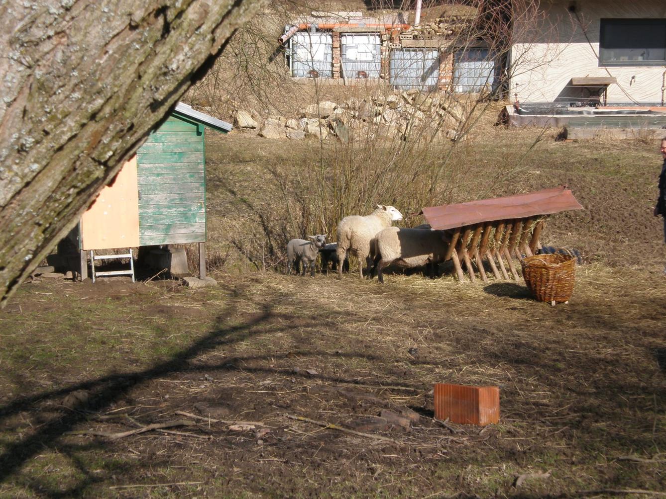 Výprava druháčků za jehňaty - 6