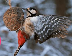 PTAČÍ HODINKA 5. - 7. ledna 2024 - 3