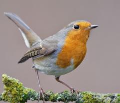 PTAČÍ HODINKA 5. - 7. ledna 2024 - 4