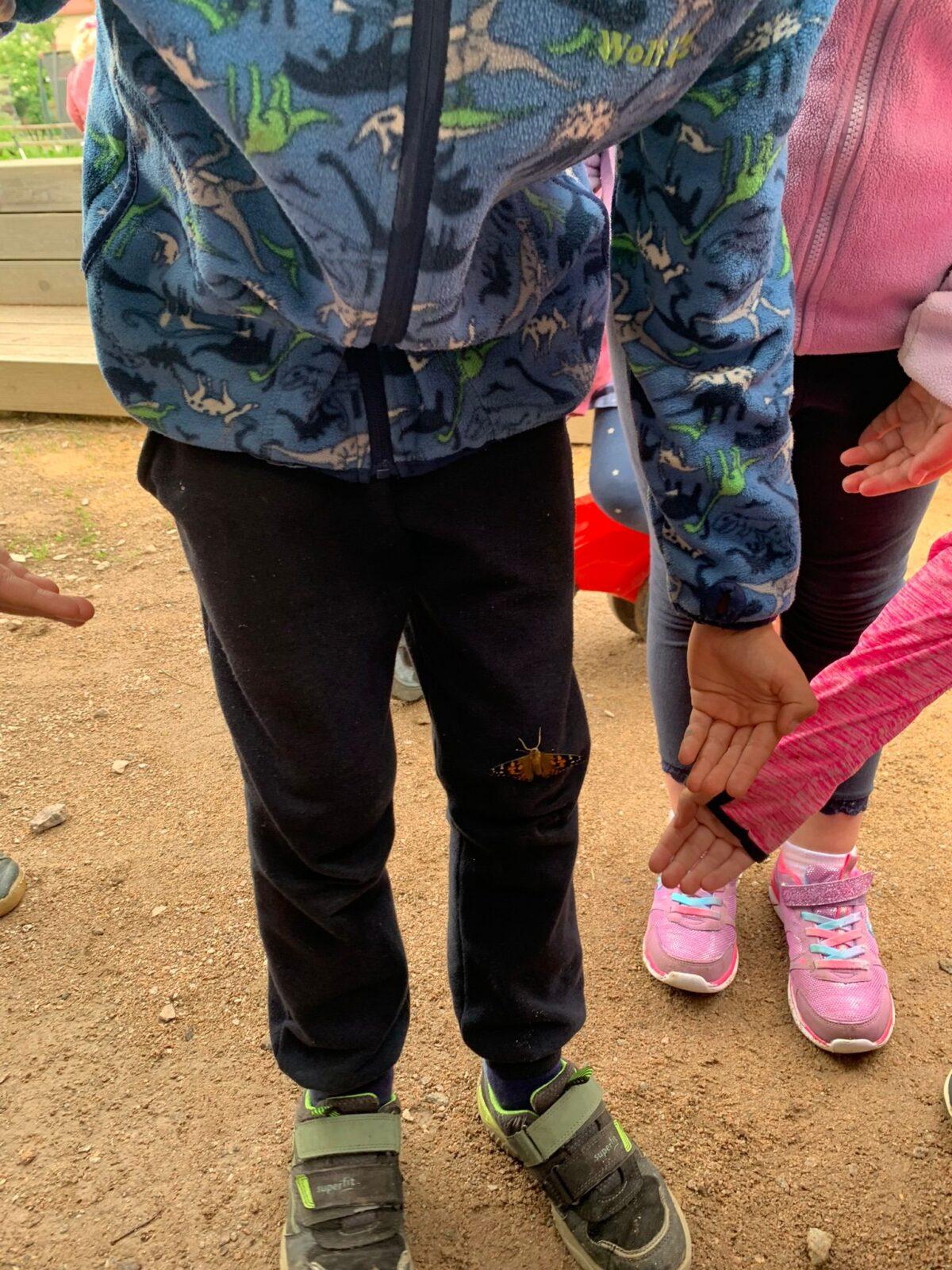 děti pozorovaly vývoj motýla... - 13