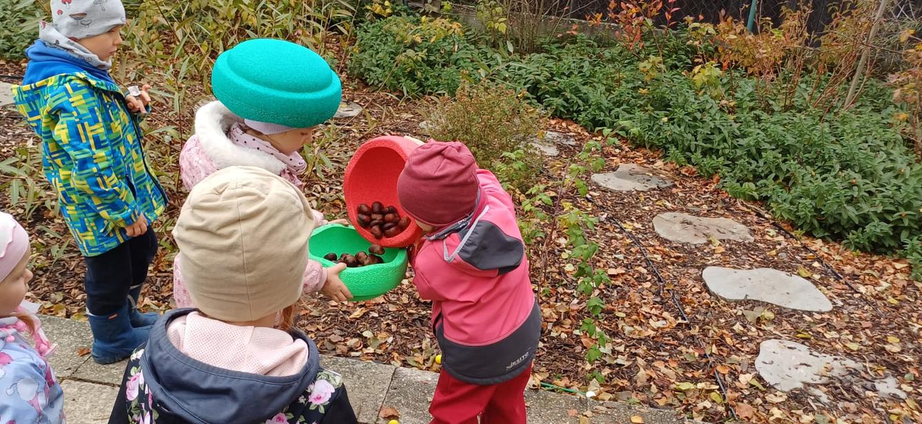 hledání podzimníčků - 29