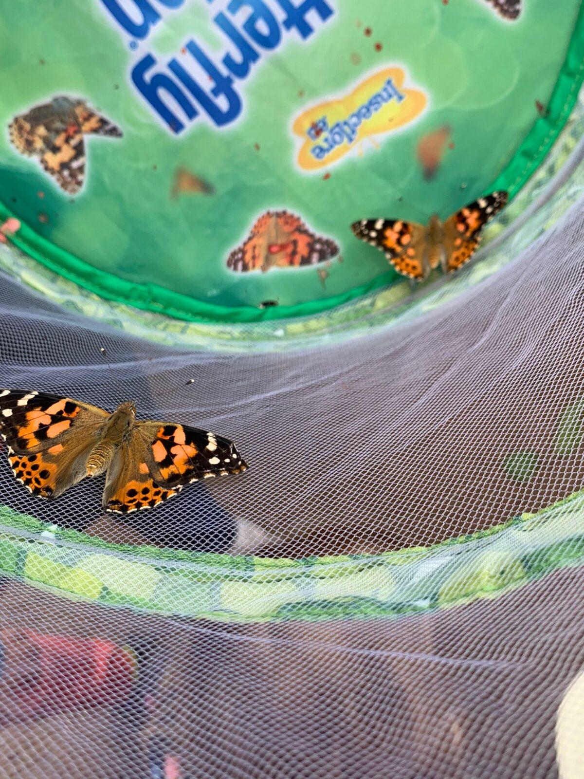 děti pozorovaly vývoj motýla... - 14