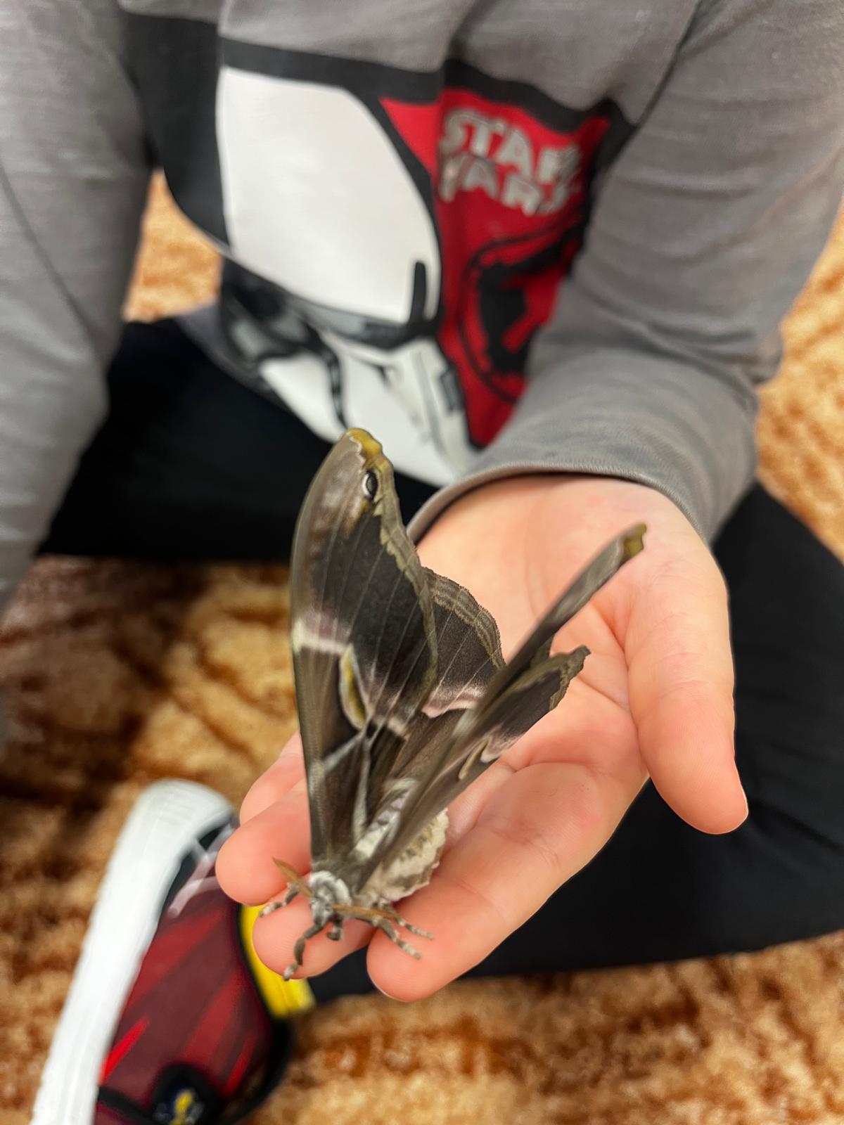 líhnutí motýlů ve školce - 15