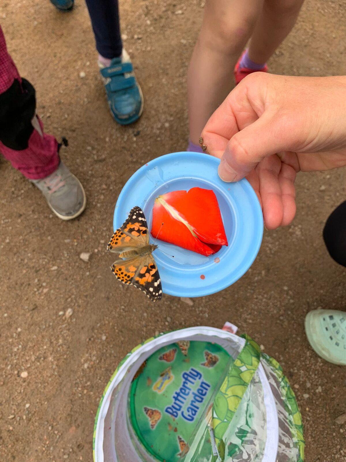 děti pozorovaly vývoj motýla... - 17