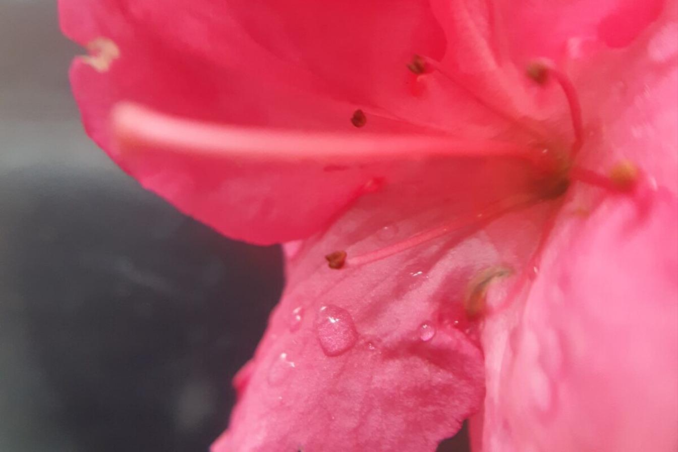 Domácí mikroskop - badatelský kroužek