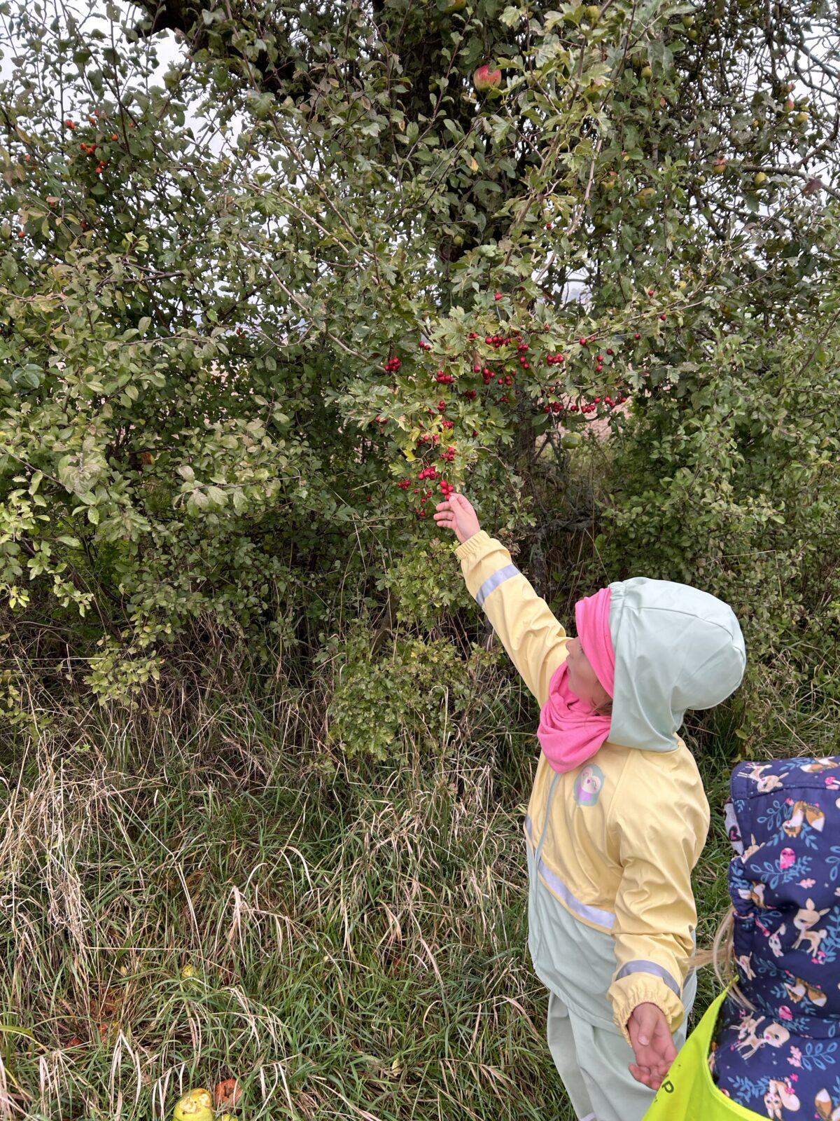 SOVIČKY: DARY PODZIMU - 13