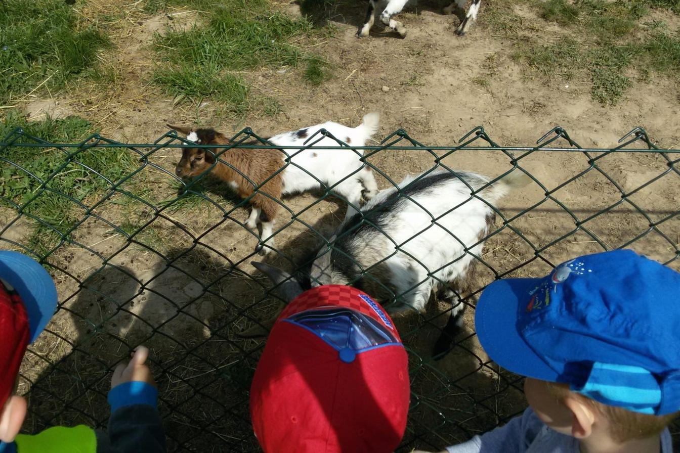 Vycházka ke kozičkám s kůzlátky (Broučci)