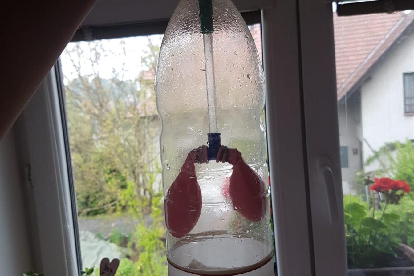 Laboratorní práce z Biologie člověka - 8. třída