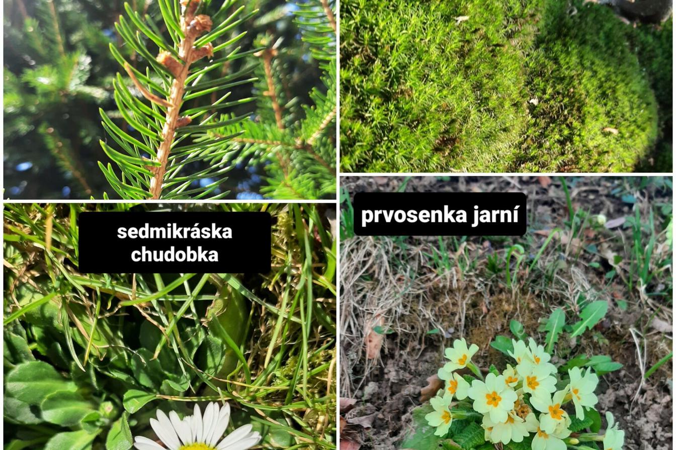 Taxonomie rostlin - sedmáci