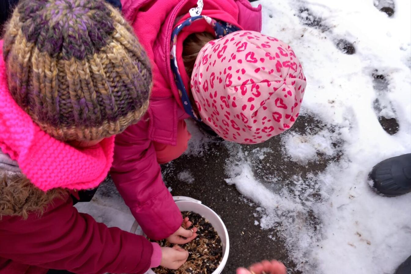 Krmení ptáčků v zimě