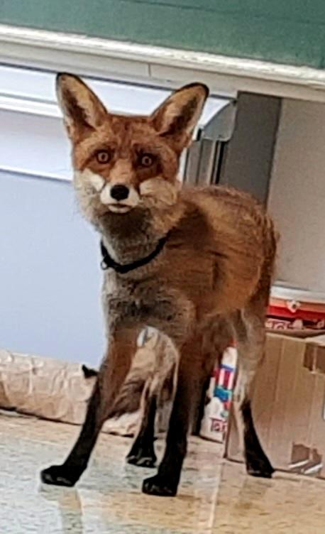 31. 5., Liška u prvňáčků - 3