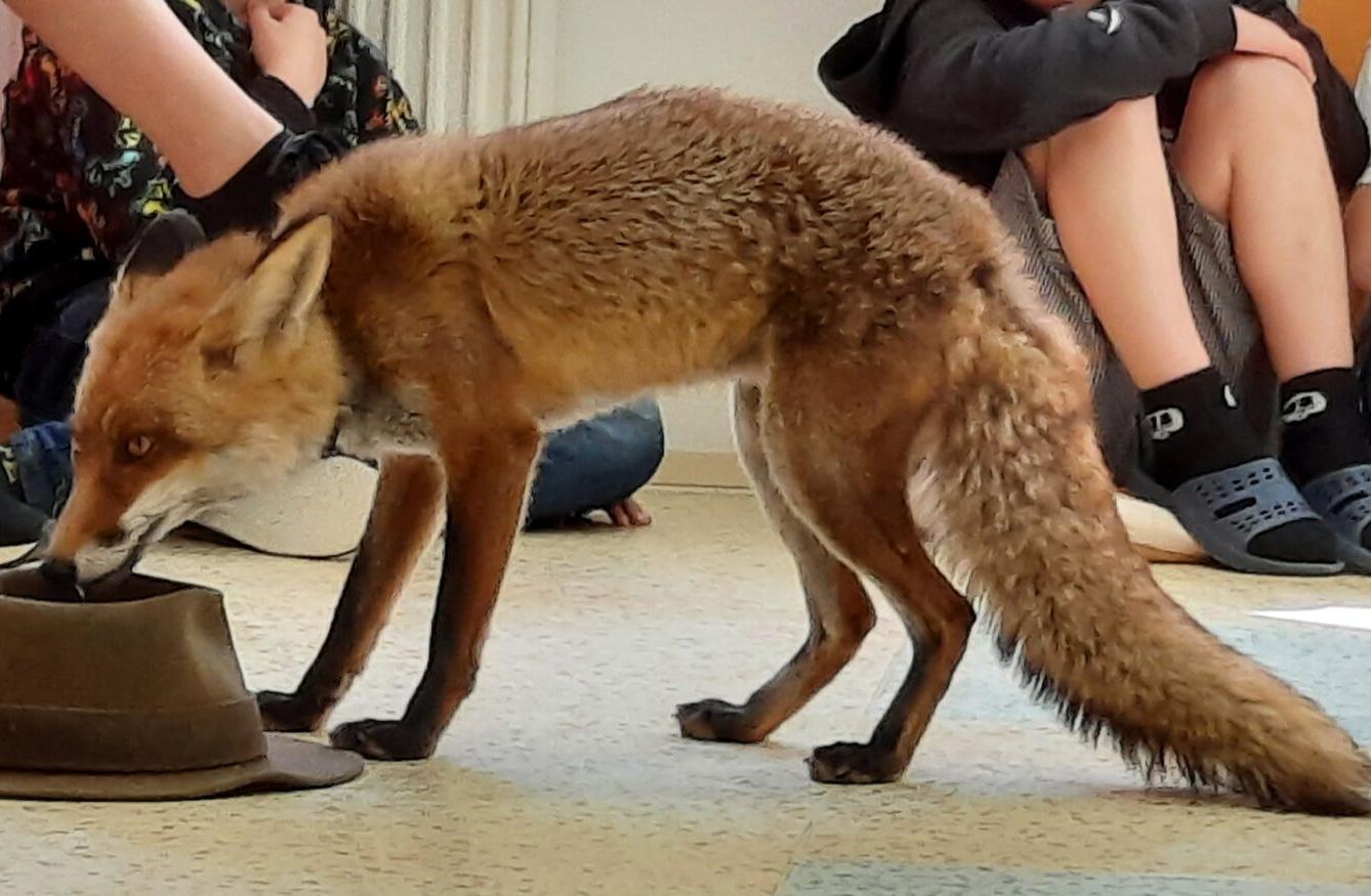 31. 5., Liška u prvňáčků - 6